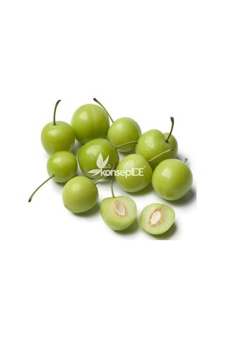 Erik Can Fidanı N11.445