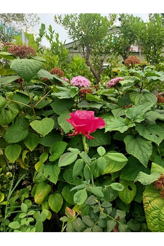 Yediveren Gül Fidanı 30-70 Cm