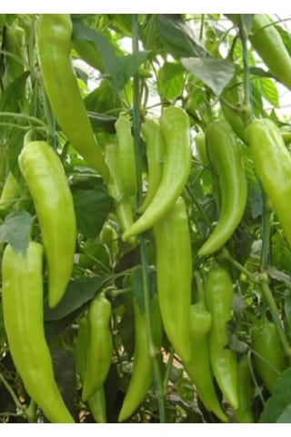 Arzuman Çarliston Biber Tohumu 10 Gr