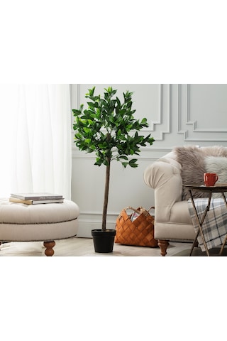 Madame Coco Fleurir Saksılı Bitki 1kcıck1742 120cm-std