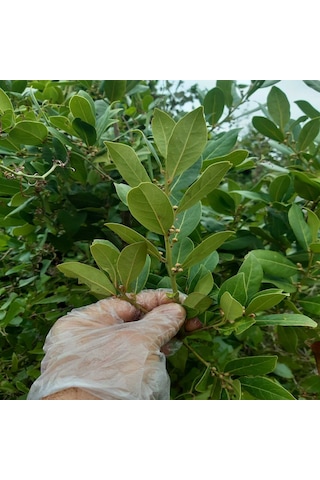 Yeni Hasat Kuru Defne 250 Gr