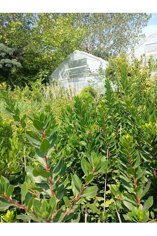 Yeşil Deniz Fidancılık Dağ Çileği Fidanı 100-150 Cm