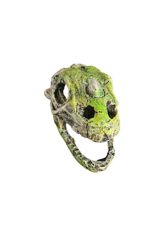 Dinazor Kafası Akvaryum Dekoru Büyük Boy