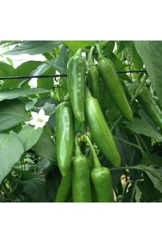 Jalapeno Verypainful Acı Biber Fidesi 5 Adet