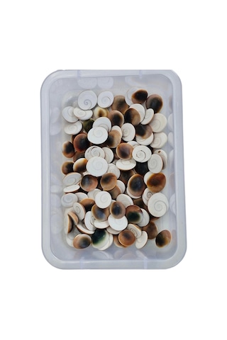 4 Adet Doğal Yılancık Taşı Operculum 435y