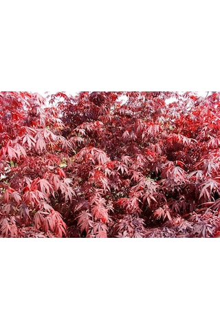 Kırmızı Japon Akçaağacı 150 - 200 Cm