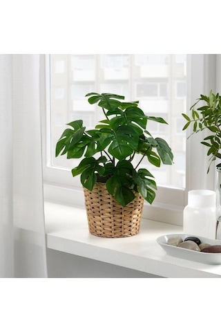 Ikea Fejka Saksılı Yapay Monstera 32 Cm Koyu Yeşil Siyah Siyah - Yeşil
