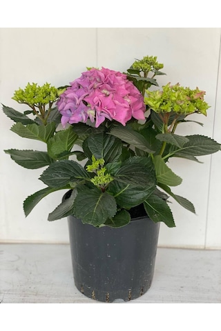 Pembe Renk Ortanca Çiçeği 1 Adet Saksılı/tüplü 20-30cm Çiçekli Bitki
