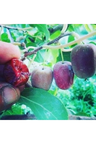 Beskivi Kırmızı Mini Kivi Sadowa Erkekli Dişili 2 Fidan