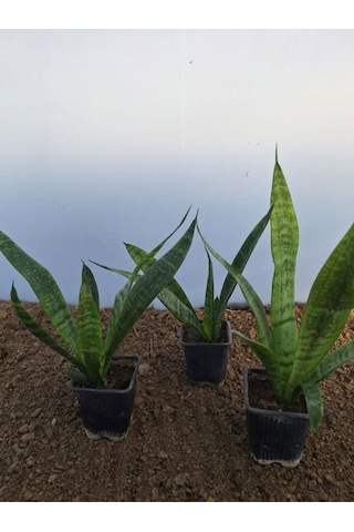 Videolu Kılıç Çiçeği 20 30 Cm 3 Adet Saksılı İç Mekan Bitkisi Gladiolus