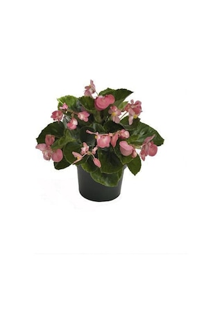 Yeşil Yapraklı Pembe Çiçekli Küçük Hanım Begonya Fidanı Fidesi 5 Cm 15 Cm 30 Adet