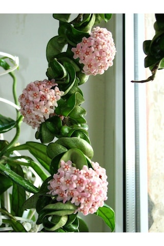 Mum Çiçeği Hoya / Pembe 10 -15cm Gübre Ve Çiçek Tohumu Hediyeli