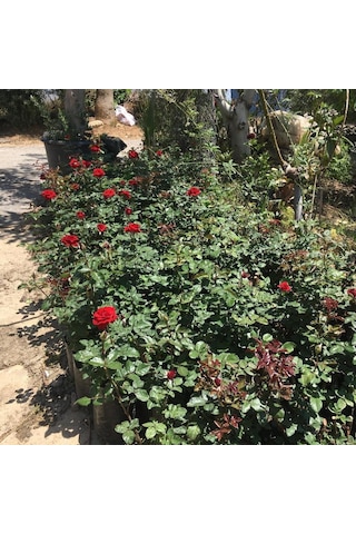 Tüplü Ve Aşılı Kırmızı Gül Fidanı Kökü 3 Yaş