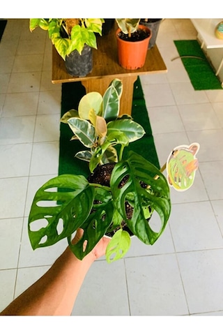 Monkey Monstera Özel Tür Salon Bitkisi