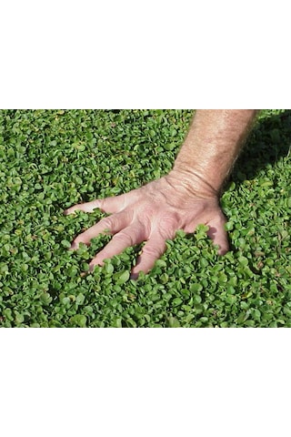 Dichondra repens Fare kulağı çim tohumu  500 gr