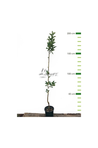 Elma Pınk Lady Fidanı