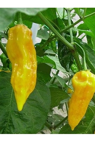 Bhut Jolokia Ghost Yellow Pepper / 1.000.000 Scoville - Gerçek Taze Acı Biber