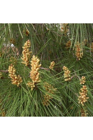 Fıstık Çamı Tohumu 200 GR 260 Adet