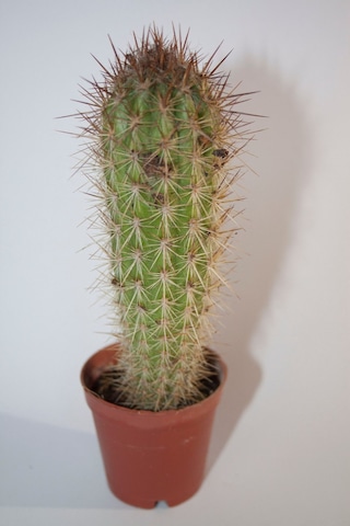 Pilosocereus Gounellei Sütun Kaktüs Tekli 5,5 Cm Saksıda