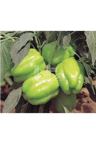 Biber Tohumu Kandil Dolma 25 GR 3000 Adet Tohum