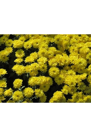 Sarı Kasımpatı Çiçeği Fidanı Saksılı 20-40 Cm
