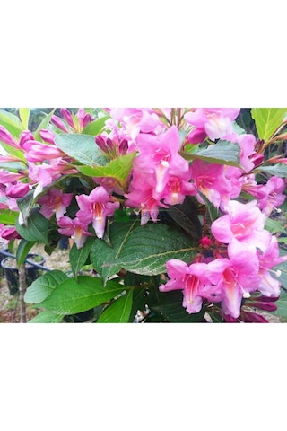 Gelin Tacı Weıgela Florıda Pembe Çiçekli Vangelya 30-40 Cm S