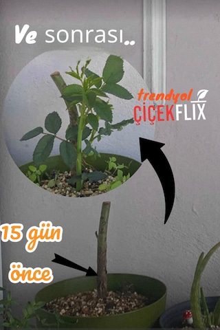 1 Adt Lila Baston Gül Açık Kök Bahçe Balkon Ve Salonda Bakilabilir