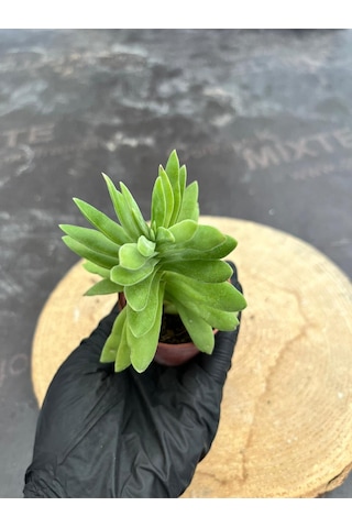 Crassula Money Maker 5.5 Cm Saksıda - Saksı Hediyeli
