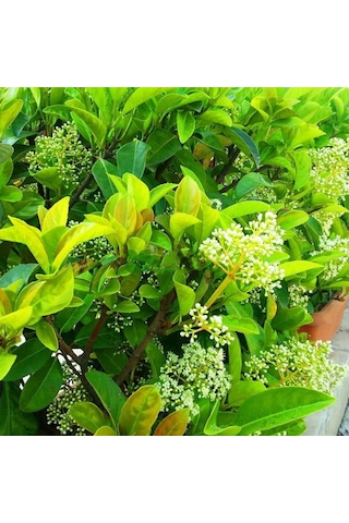 Tüplü Yağlı Kartopu viburnum Lucidum Fidanı