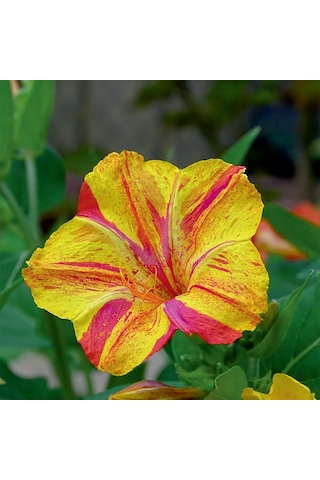 Akşam Sefası Çiçek Tohumu 1 Paket 25 Adet