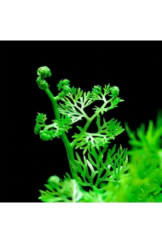 Ceratopteris Thalictroides 1 Bağ Kolay Akvaryum Zemin Bitkisi Canlı Akvaryum Bitkisi