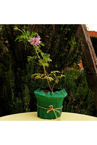 Itır (Pelargonium graveolens)