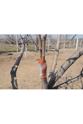 Gmt Eks Aşıve Budama Macunu 1 Kg