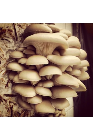 İstiridye Mantarı Miseli Tohumu 100 GRm