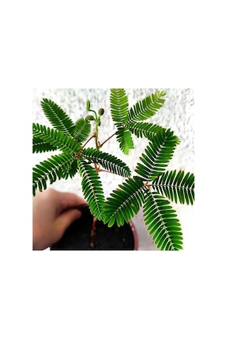 Küstüm Çiçeği Fidesi 15-25 Cm Saksida