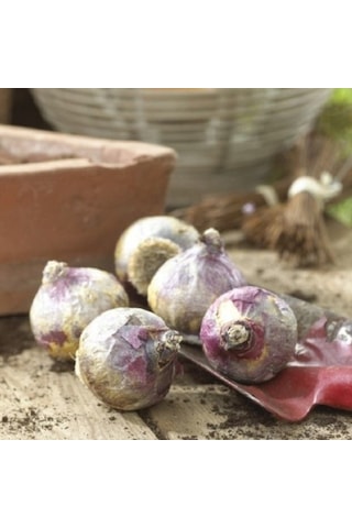 Yellow Stone Kokulu Sümbül Soğanı 3 Adet