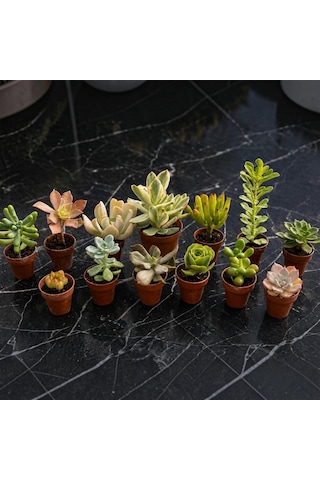Zevli Canlı Kaktüs Ve Sukulent Seti 12+1 Adet Mini Saksılı Gerçek Salon Bitkileri Koleksiyonu Ev Ve Ofis Dekorasyonu, Succulent Gift Set