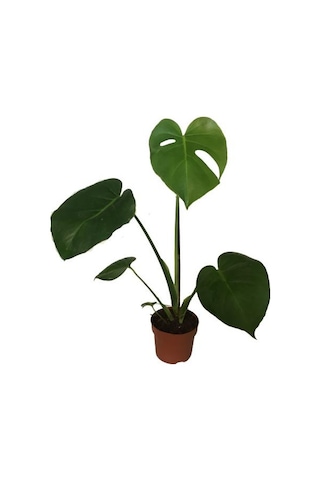 Monstera Deliciosa Deve Tabanı 60-70 Cm Tek Köklü