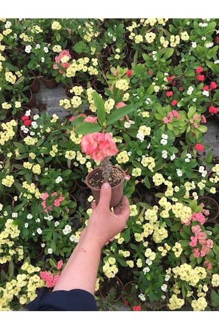Videolu Dikenler Tacı Çiçekli Ithal Tayland Milli 20 40 Cm Saksılı Kaktüs Euphorbia