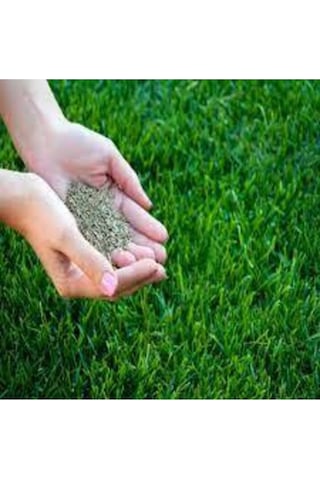 5kg Çim Tohumu Ithal 3lü Karışım Özel Çim Yeşil Çim Tohumu Sürpriz Hediye Tohumludur