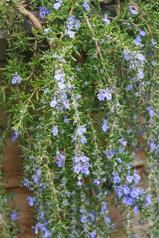 Yayılıcı / Sarkıcı Biberiye - Rosmarinus Officinalis Prostratus