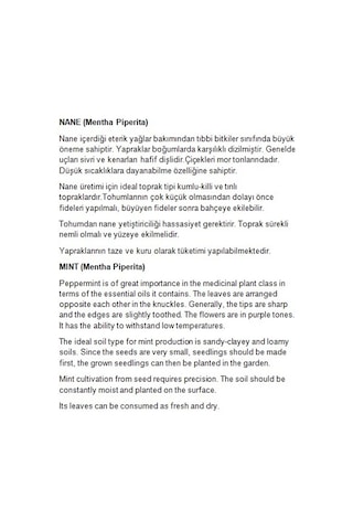AGRodal Tarım Doğal Nane Tohumu 01 GR Yaklaşık 120 Adet