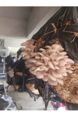 10 Kg İstiridye Mantarı Tohumu 1 adet