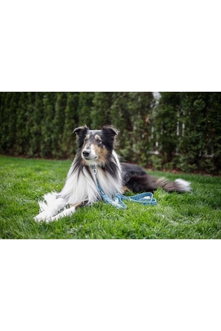 Kerbl Köpek Tasma İpi Colorado Turkuaz 200 CM 25 MM Turkuaz