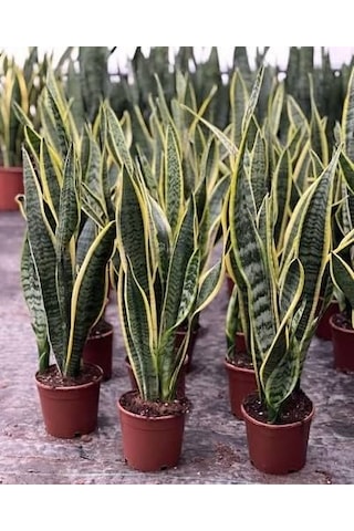 Paşa Kılıcı Çiçeği Peygamber Kılıcı - Sansevieria Trifasciata