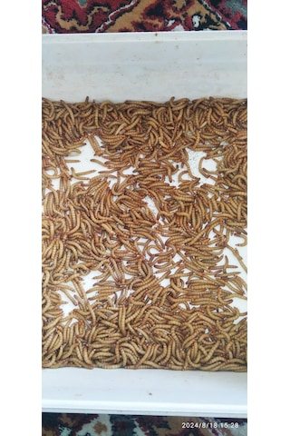 Koçlar Un Kurdu Mikro 1-1.5 Cm Boy 100 Adet Koçlar Un Kurdu Mikro 1-1.5 Cm Boy 100 Adet