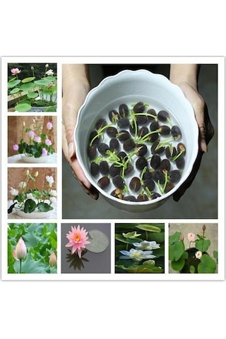 Eko Paket 5 Tohum İthal Lotus Tohumu Nilüfer Lotus Çiçeği Zambak