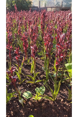 Dogal Salep Fidanı 4 Kg Serapies