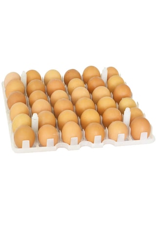 Tavuk Kuluçka Gelişim Tablası 29x29 Cm