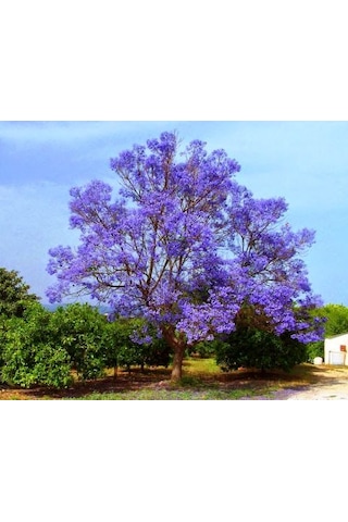 Çin Kavağı Paulownia Pavlonya Fidanı 15-25 Cm Saksılı